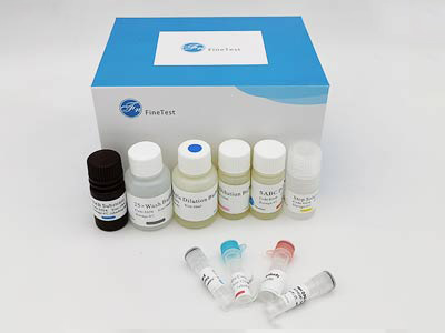 犬胱天蛋白酶8(CASP8)酶聯(lián)免疫吸附測定(elisa)試劑盒
