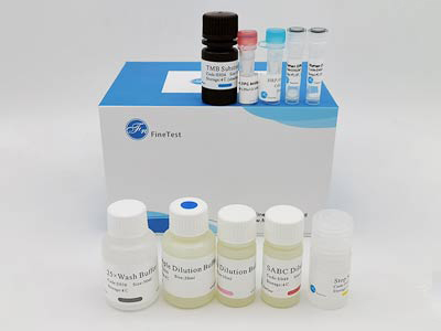 雞骨形態(tài)發(fā)生蛋白2(BMP-2)酶聯(lián)免疫吸附測定(elisa)試劑盒