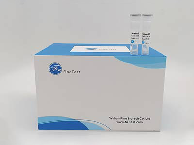 馬γ干擾素(IFN-γ)酶聯(lián)免疫吸附測(cè)定(elisa)試劑盒