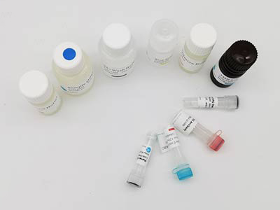 猴血管緊張素轉(zhuǎn)化酶(ACE)酶聯(lián)免疫吸附測定(elisa)試劑盒