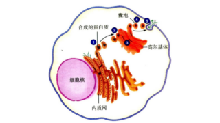 細(xì)胞囊泡運(yùn)輸相關(guān)指標(biāo)抗體
