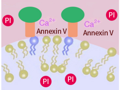 Annexin V細(xì)胞凋亡實(shí)驗(yàn)原理及應(yīng)用