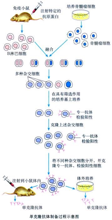 單克隆抗體制備流程