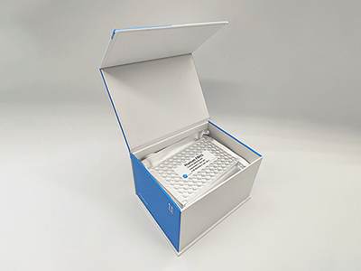 倉鼠白介素12(IL-12)酶聯(lián)免疫吸附測定(elisa)試劑盒