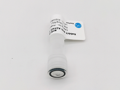 抗HDAC4抗體