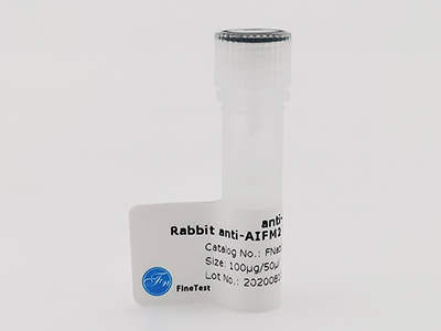 抗Cathepsin B抗體