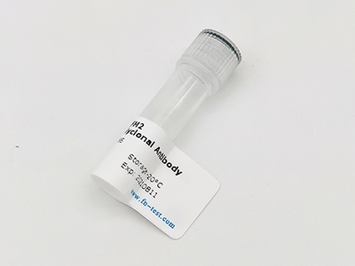 抗ATP citrate lyase抗體