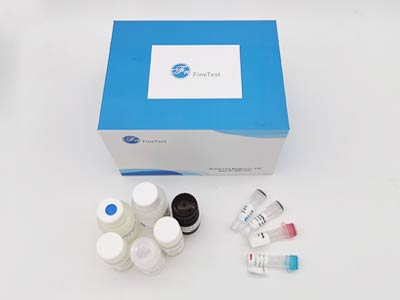豬血管舒緩激肽(BK)酶聯(lián)免疫