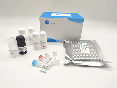 馬免疫球蛋白A(IgA)酶聯(lián)免疫(elisa)試劑盒