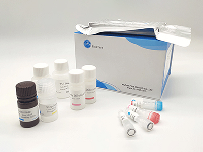 大鼠髓過氧化物酶(MPO)酶聯(lián)免疫(elisa)試劑盒