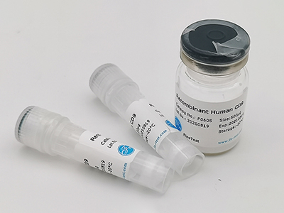 豚鼠CCL2重組蛋白
