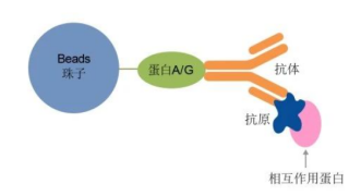 免疫沉淀（ip）實驗：CoIP、RIP、CHIP的區(qū)別