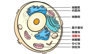 溶酶體標(biāo)志物相關(guān)抗體