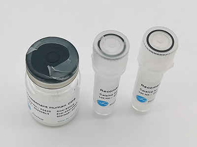 人源ELOVL4重組蛋白