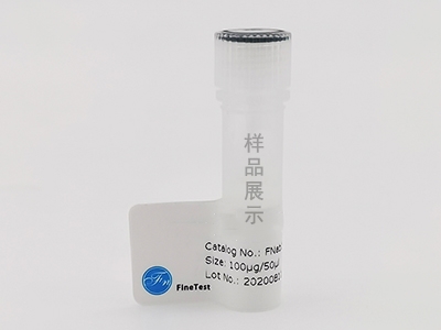 抗liver Arginase抗體