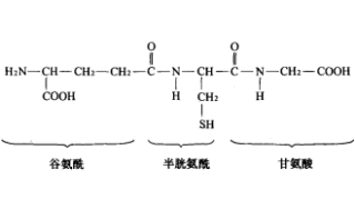 谷胱甘肽及其依賴酶：從生物化學(xué)到老年